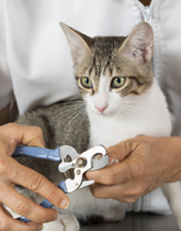 Cat Nail Trimming in Los Angeles