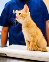 Pet Vaccinations in Los Angeles | West LA Veterinary Group