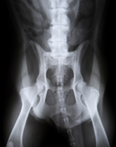 Pet X-Rays in Los Angeles