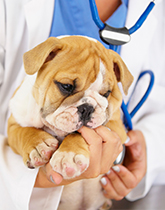 Pet Vaccinations in Los Angeles