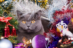The British cat lies in a tinsel with Christmas toys
