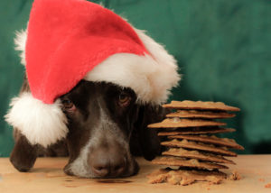 German Shorthaired Pointer sulks next to cookies left out for Santa