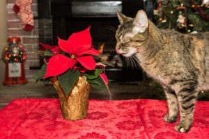 A cat eating poinsettia on Christmas.
