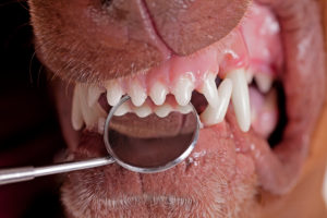 inspecting dog teeh with dental mirror