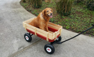 This is taken of my elderly dog Cali riding in her Wagon. She had bad hips.